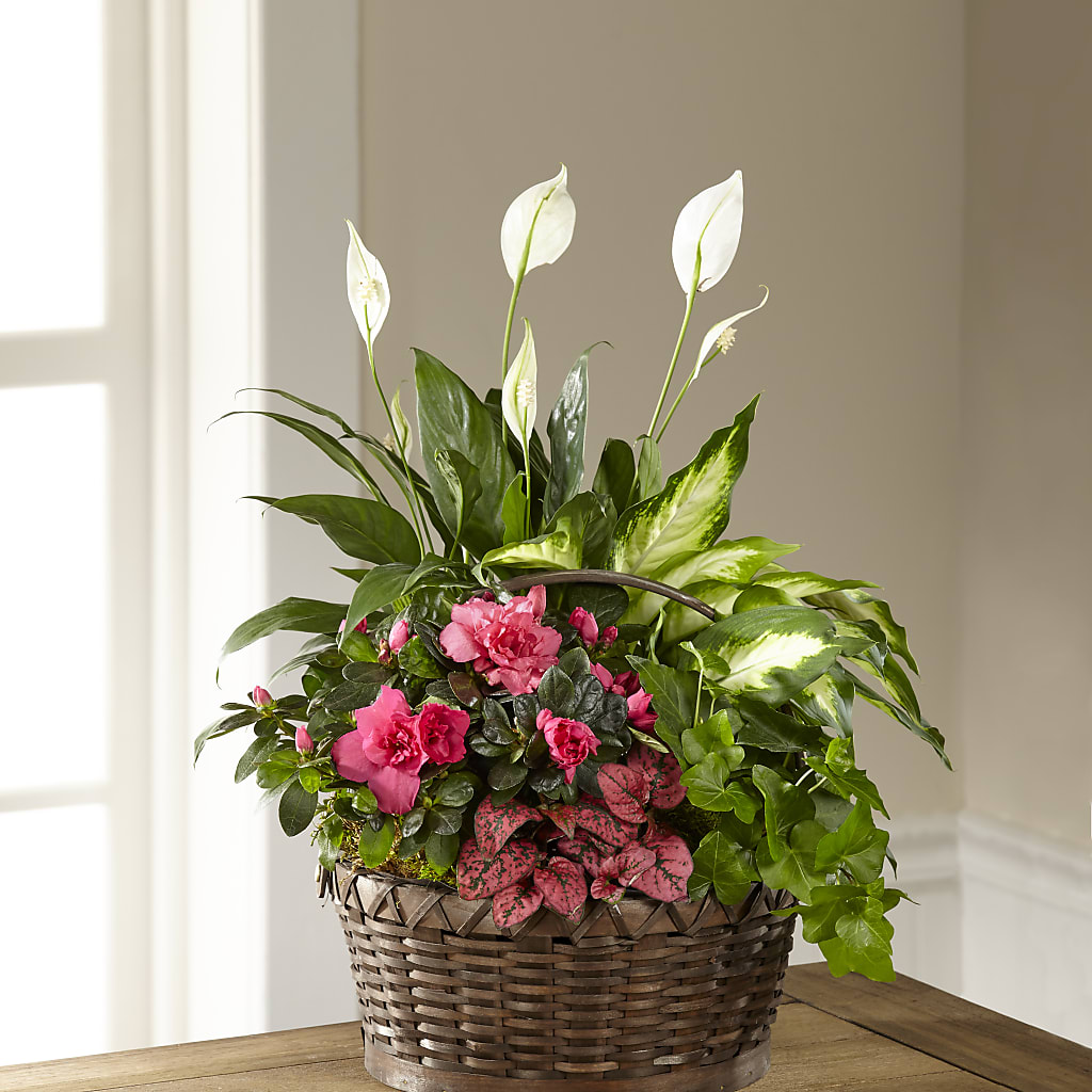 Dream in Pink Dishgarden – Cerezo Flowers, Miami FL